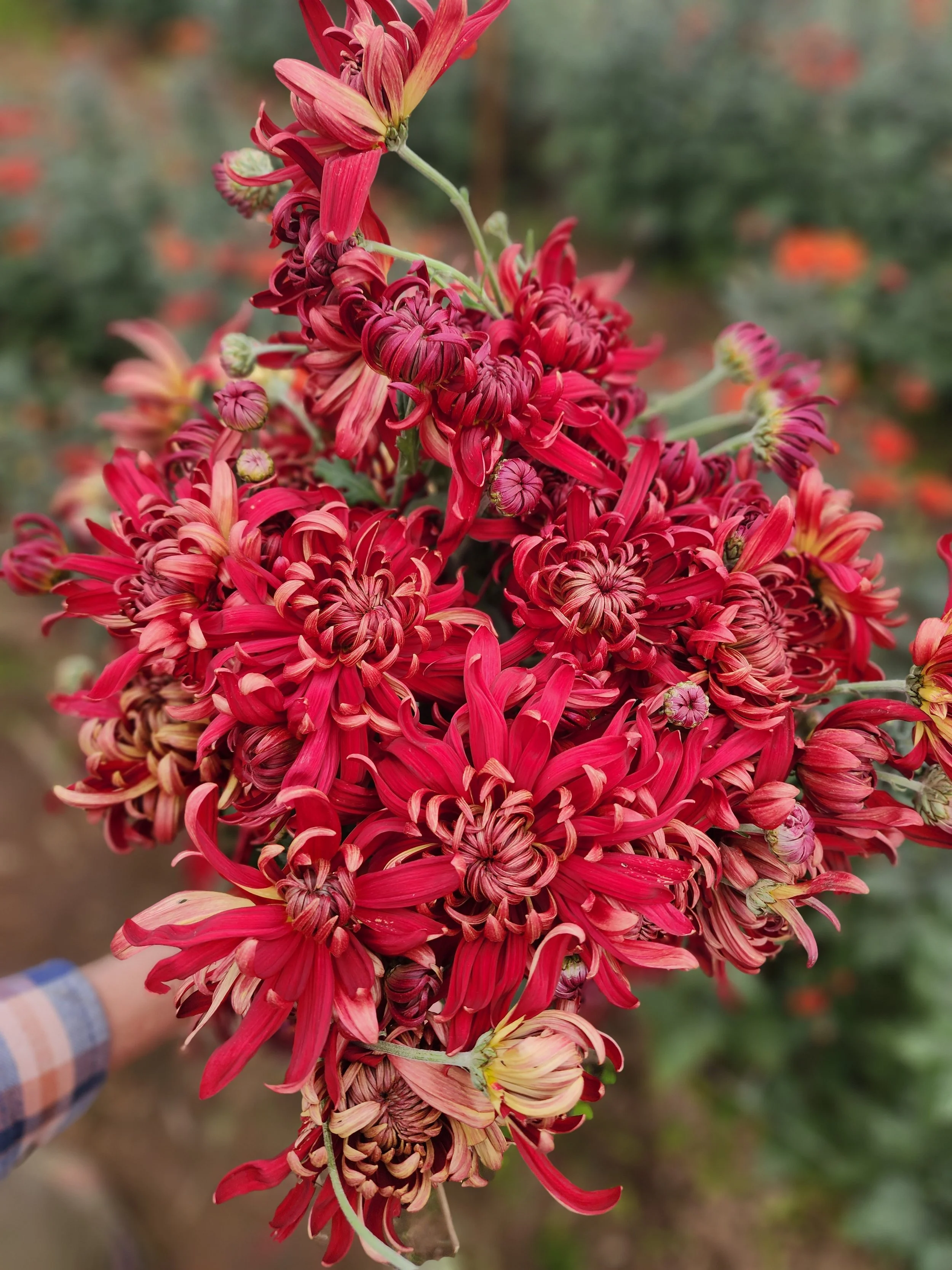Bronze Fleece Heirloom Chrysanthemum Rooted Cutting — Goose Creek